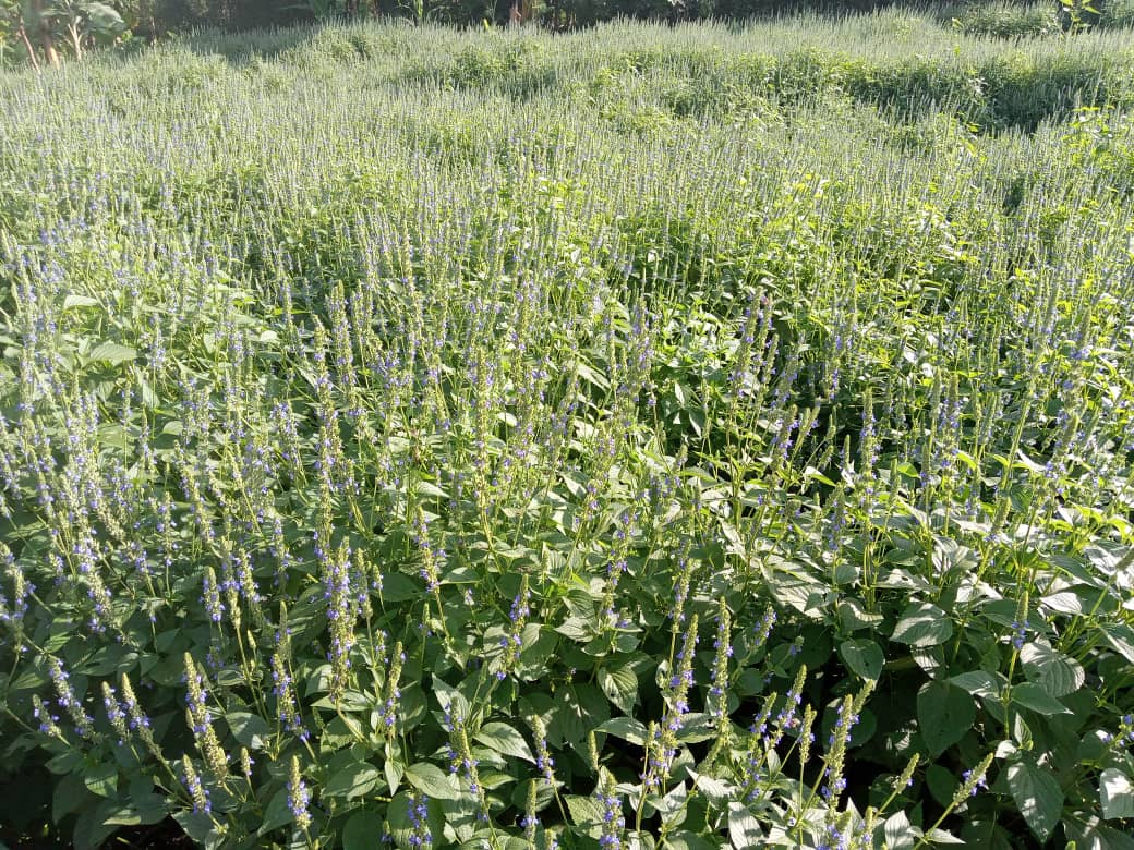 Gishwati Modern Agriculture &Environmental Mgt Ltd tweet media