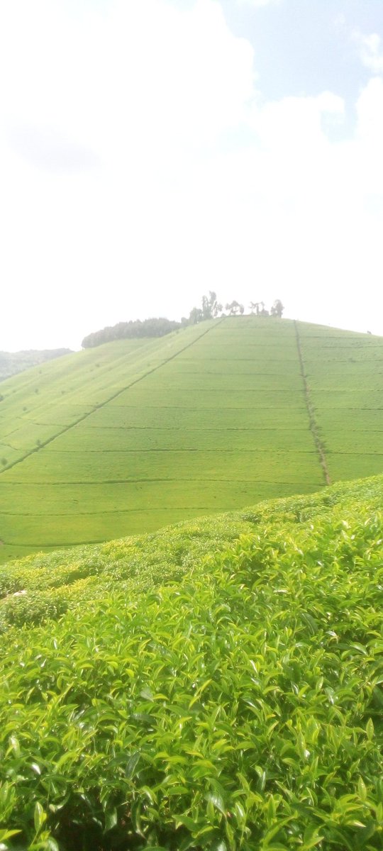 Gishwati Modern Agriculture &Environmental Mgt Ltd tweet media