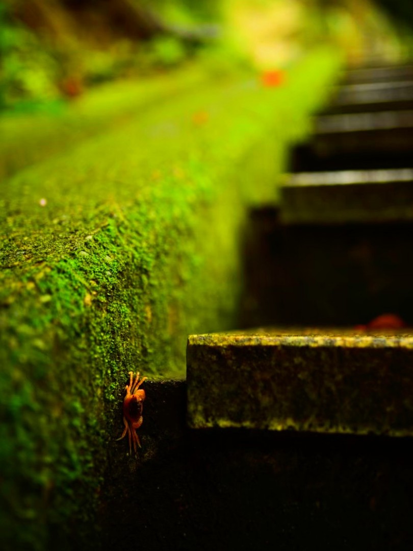 photogoshi's tweet photo. #苔 #moss #NaturePhotography 
#photography #nikon #nikond850 
#カニ #Sawacrab https://t.co/UyUc7y42LA