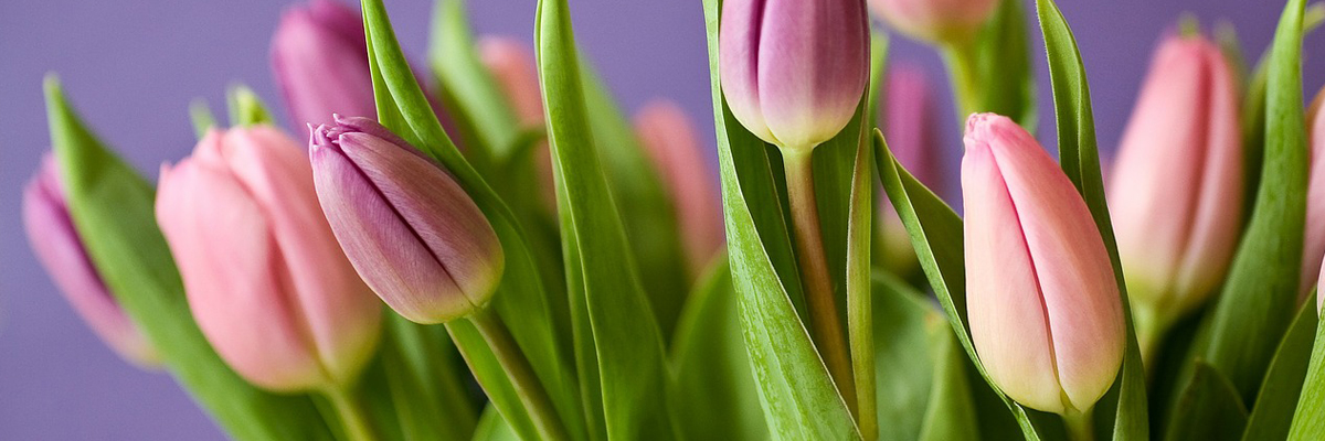 Na het daverende succes van de eerste editie gaan we dit jaar ons uiterste best doen om nog meer moeders op Moederdag blij te maken met een fantastische bos tulpen. Doe mee en steun voetbalvereniging S.V. Heythuysen.

svheythuysen.nl/nieuws/tulpena…