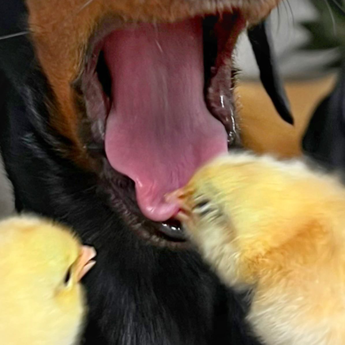 dog_rates tweet picture