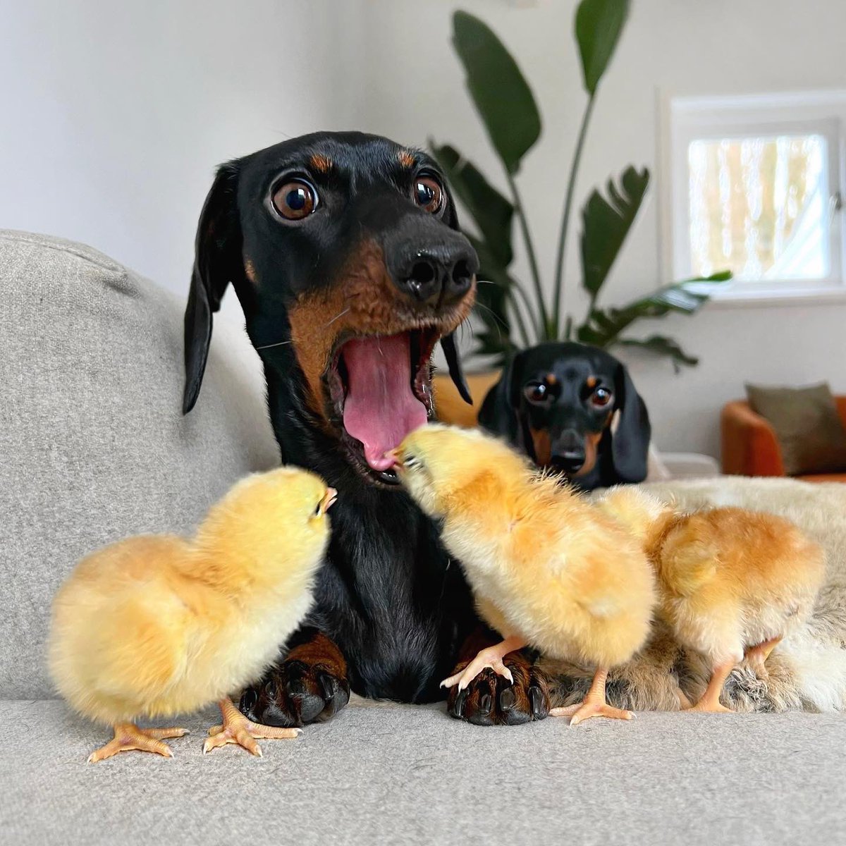dog_rates tweet picture