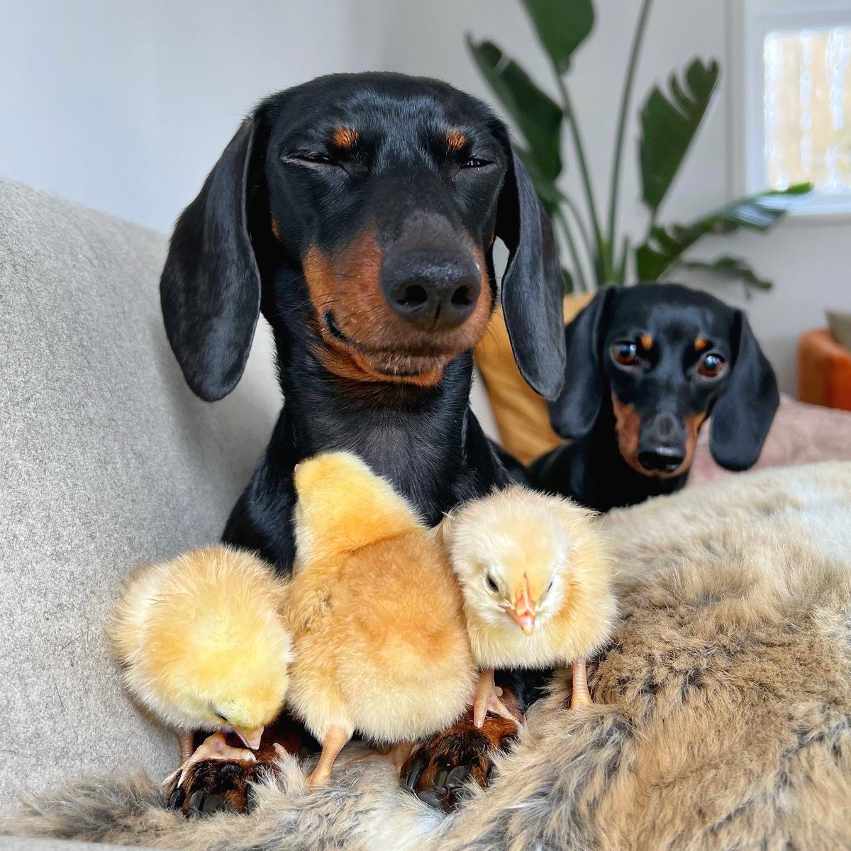 dog_rates tweet picture
