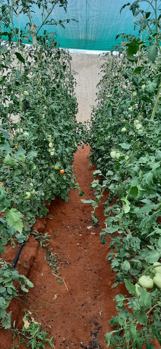 Simba Guleid tweet media