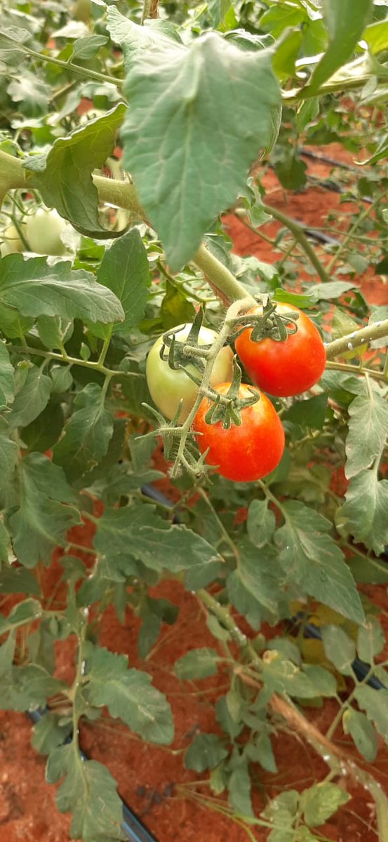 Simba Guleid tweet media