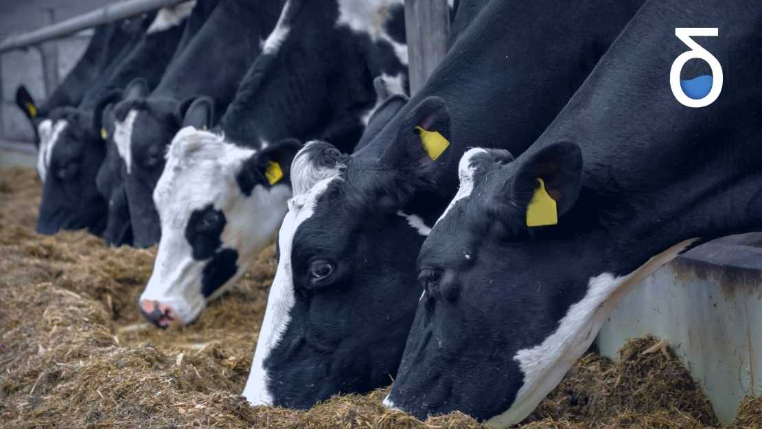CassotisConsult's tweet photo. We have talked about many benefits of using mathematical optimization in the industry… but what about agriculture and livestock? Check out how we can optimize the animal diet, reducing costs with no impact on the environment and animal well-being!

https://t.co/rvHnia0Uux https://t.co/eOXH9fWkvz