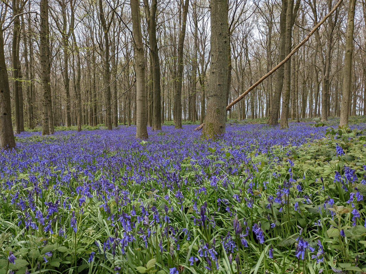 M4NICS's tweet photo. Dockey Wood Bluebells 😊 https://t.co/VPG4c9TV0y