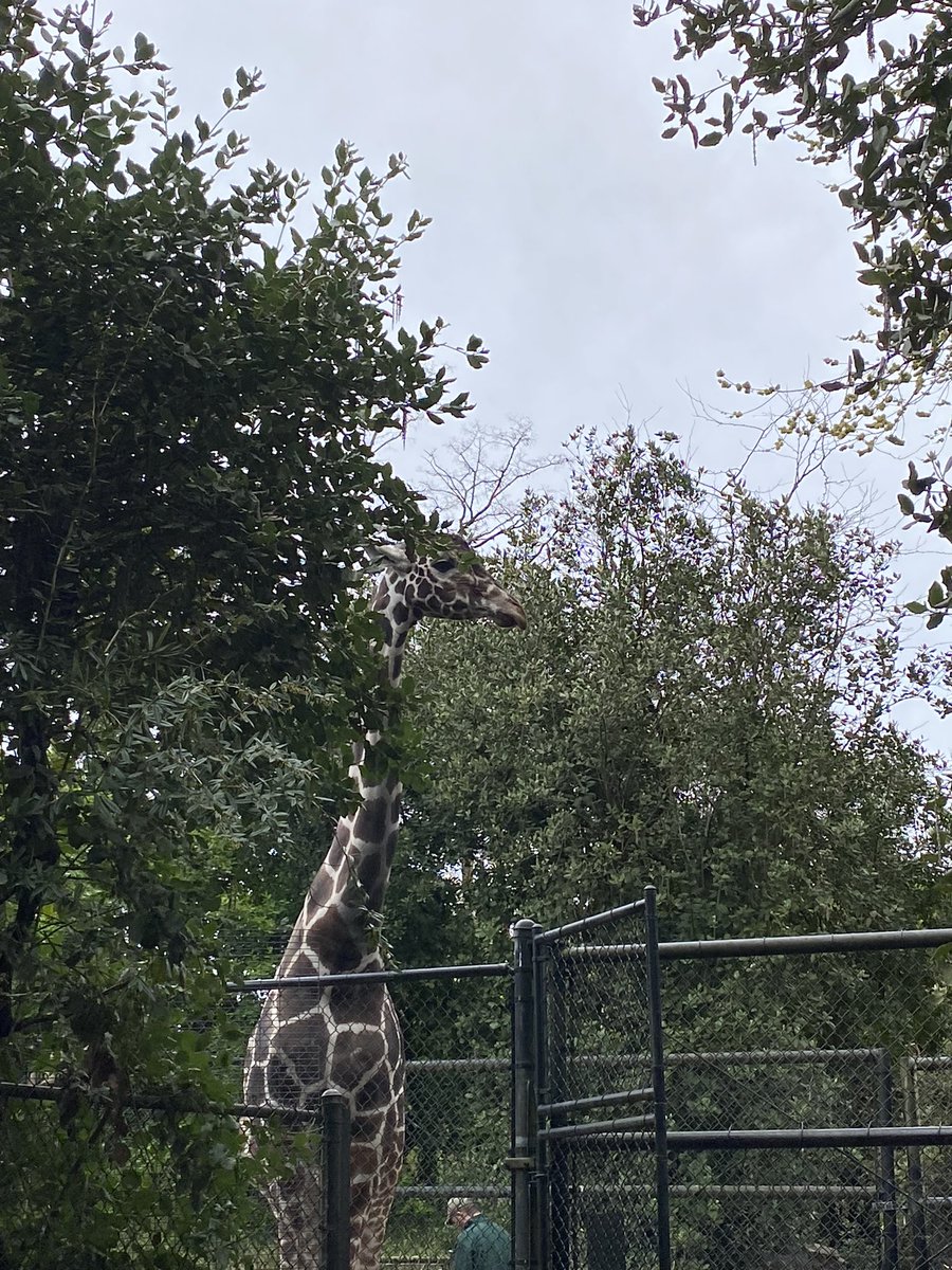 PKBurchick's tweet image. A brisk morning visit to the @woodlandparkzoo to start our day 🦁🐯🐒