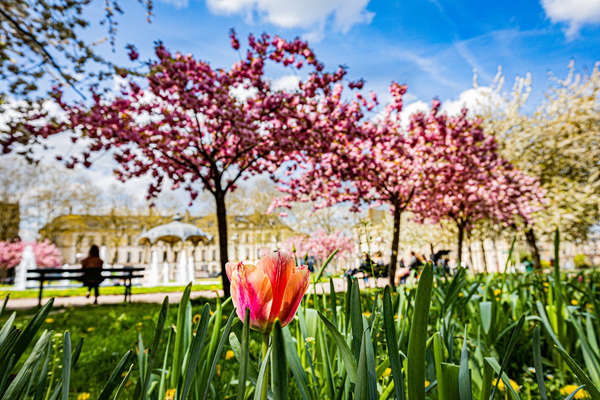 KyonyxPhoto's tweet photo. Série "Dijon - Printemps" Du sol au plafond
Du sol au plafond, le printemps place Wilson, the place to be à Dijon 🤩.
#DijonPrintemps #sakura #cerisierdujapon #tulipe #printemps #dijon #dijonmaville #lacotedorjadore #enbourgognefranchecomte #SortezChezVous https://t.co/hMluyoTLGc