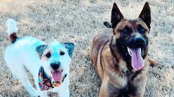 EquineInfoEx's tweet photo. Just 2 best friends enjoying the sunshine! Scott’s K9s are the best trained protection dogs on the market, and they make the best companions. See all his available pups here: https://t.co/ElzqdNMMw5 #scottsk9 #familyprotectiondog #malinois #malinoislovers #pets #familydog https://t.co/pN0c1RN5Ad