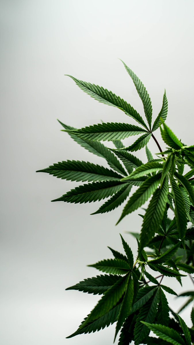 AbcdAgency's tweet photo. Today is 4/20! 🌿 Check out our Weed Index below: https://t.co/vZlAIURmb7 https://t.co/lgpQ5ZzvUg