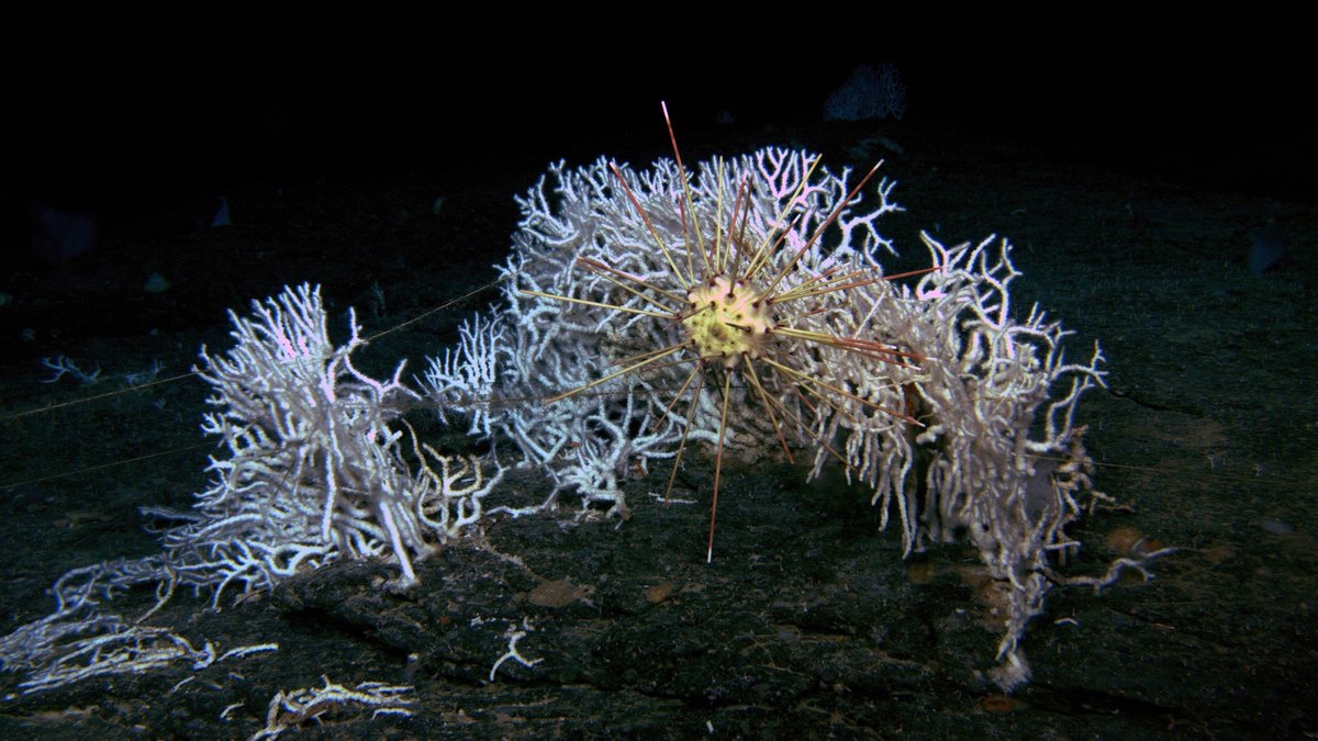 From the #IlluminatingBiodiversity expedition off Puerto Rico. this lovely Calocidaris urchin chewing on this coral! YUMMY! #echinoday  via oceanexplorer.noaa.gov/explorations/2…