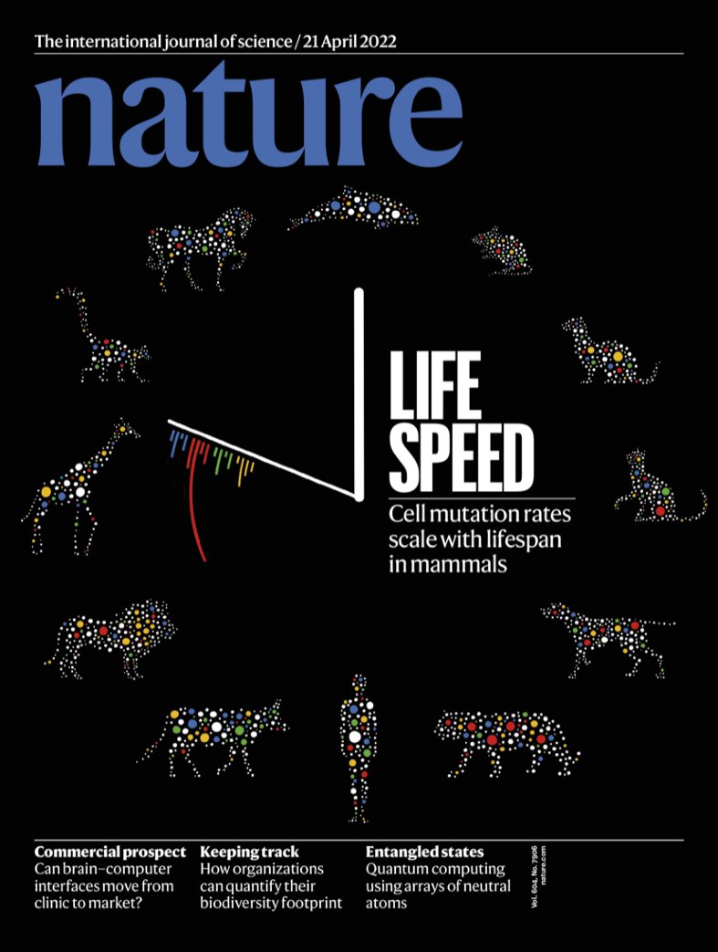 As a scientist and an illustrator having our article featured on the cover of <a href="/Nature/">nature</a> is a dream come true 
I've done an illustrated tweetorial, so this is the illustrators' tweetorial.