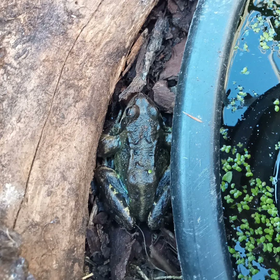 HamiltonsHens's tweet photo. Lift the log to find the frog.
#FrogLog
@Kate_Bradbury https://t.co/DyHlIoewKD
