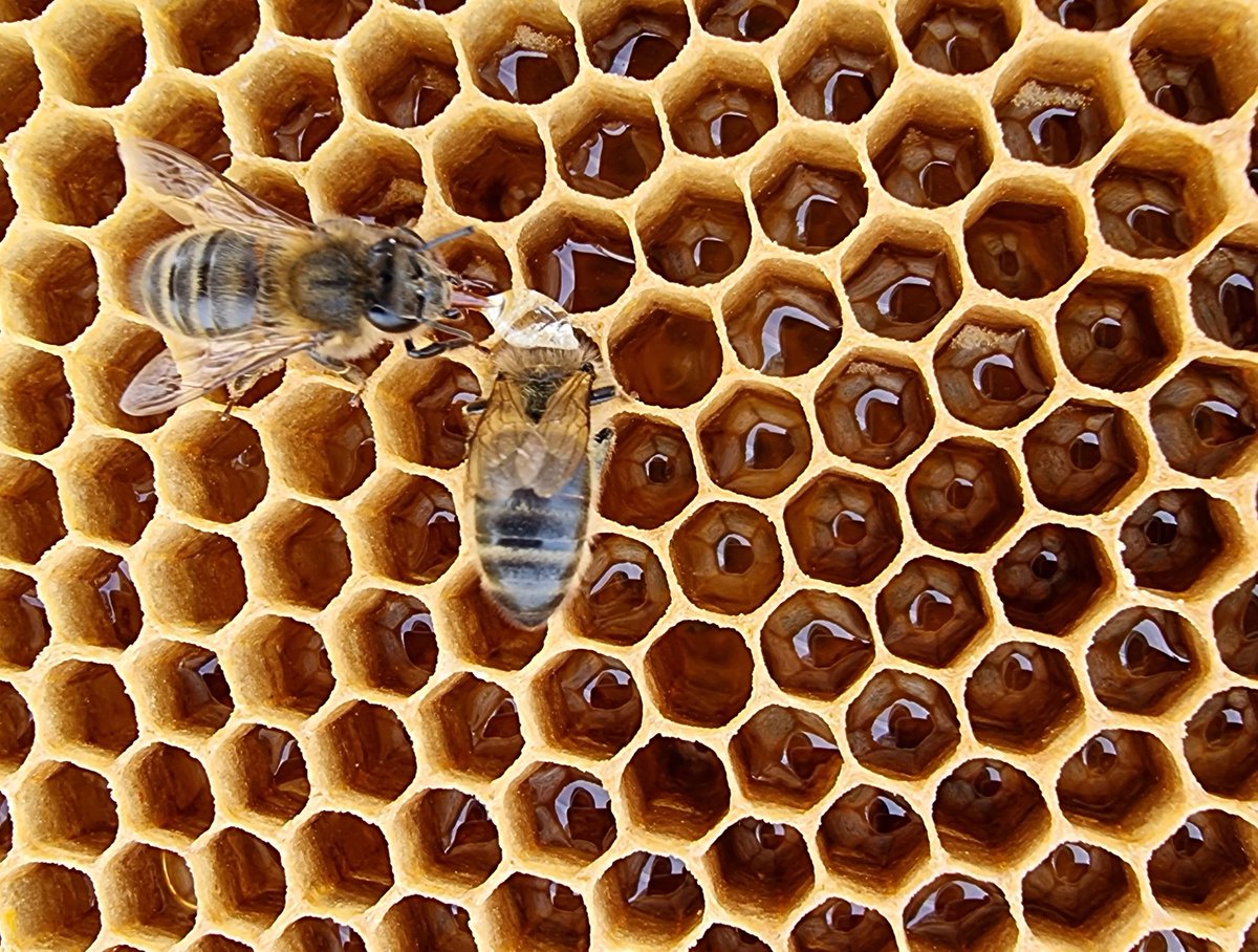 This lovely weather has allowed our bees to start bringing in nectar.  Once back at the hive they deposit the nectar into multiple cells and evaporate the excess water.   Looks like it wont be long until our first harvest of the year. 

#nativehoneybees #beehiveadoptions #csr