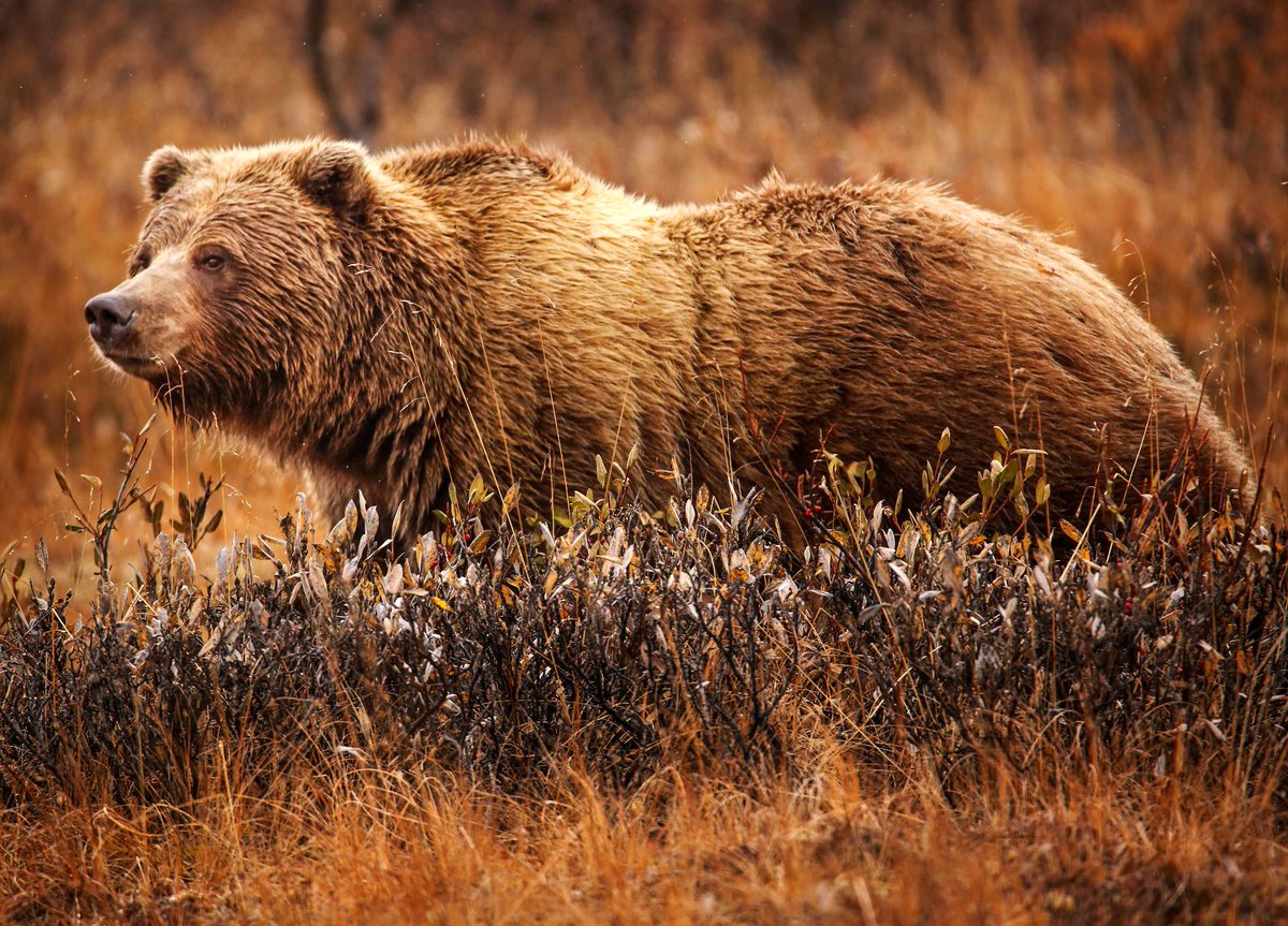 NatureNPS's tweet photo. Bears 🐻 aren’t restricted to living in parks. #sParkAction and learn how to coexist with bears with these #ConservationAtHome 🏠 tips: https://t.co/TT6aStzpI1 
#ConnectedConservation #EarthDay #NationalParkWeek 
📸 NPS https://t.co/RSVu06Ct1E