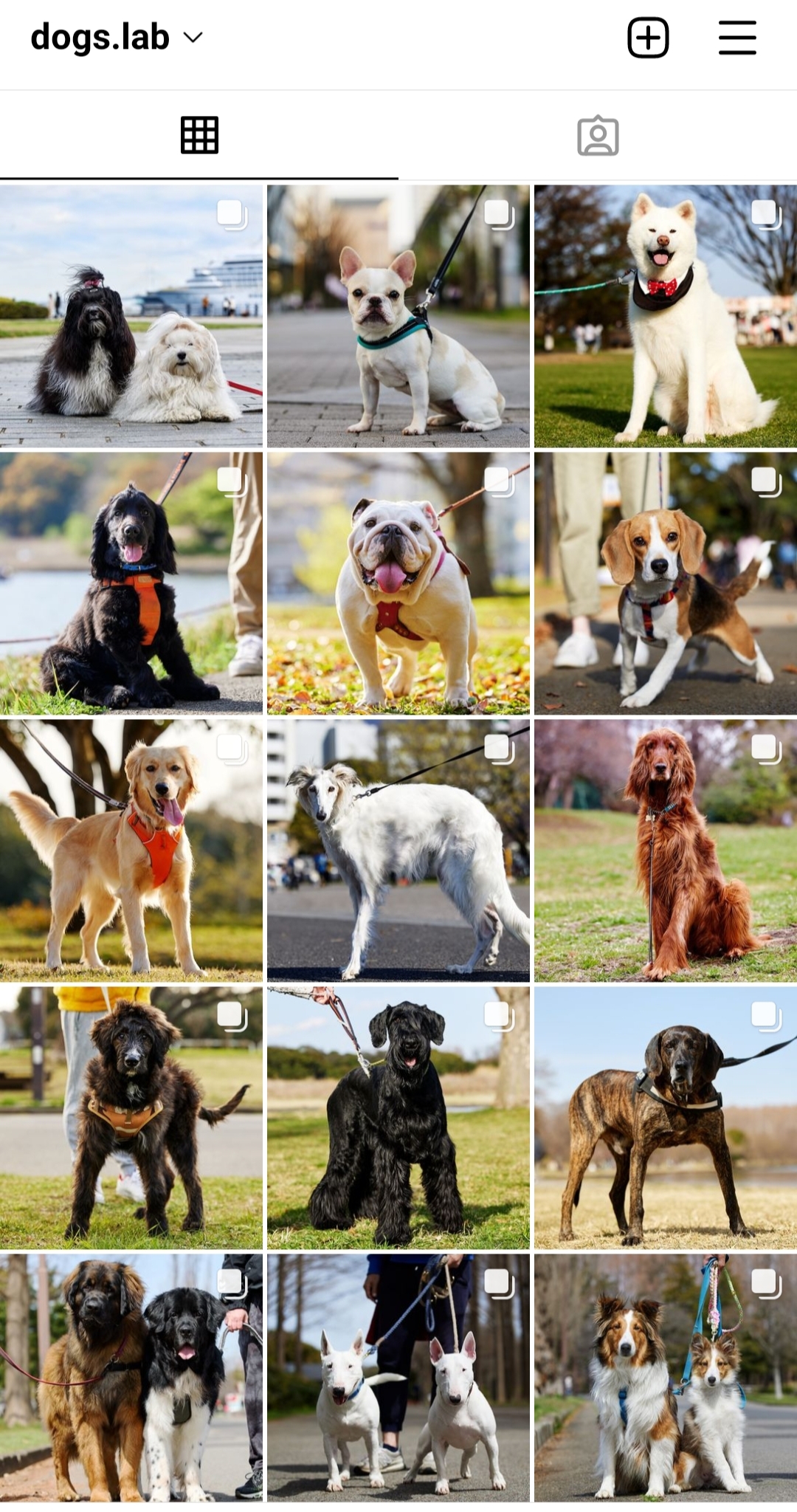 犬ラボ Dogs Lab Twitter