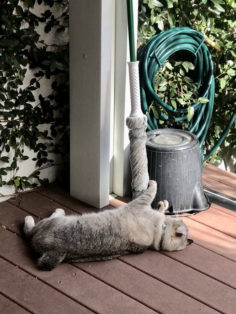 Brewskiethecat's tweet photo. #washingwednesday #hedgewatch #CatsOfTwitter I’m hedgewatching and hedge washing. Gotta be clean. https://t.co/djf20JY419