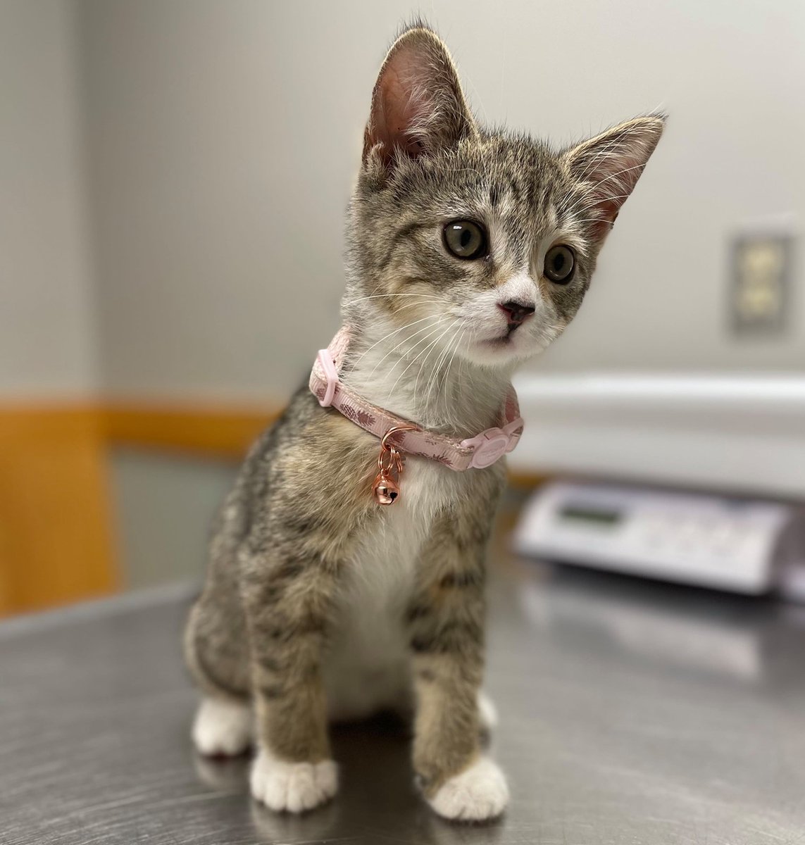 Bella hopes you've had a great week so far! #WellnessWednesday