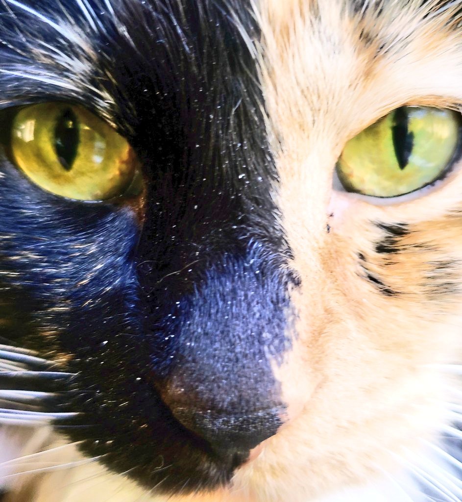 TheArtOfBeo's tweet photo. I know you are scared. Change is hard. But life?
It WILL pass you by.
If u let it.
❤ @KatShirt
The Home Of Tinker 🐾
#IfYouLetIt #Risk #Crossroads #Love #CatsOnTwitter #CatsOfTwitter #Inspiration #WritersCafe https://t.co/DWORPtnfHp