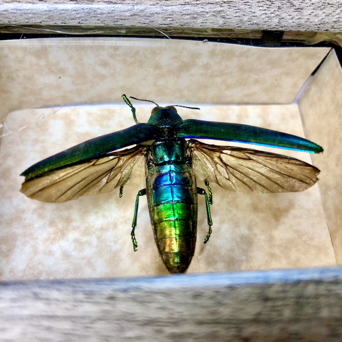 VisuallyOddCon's tweet image. INSECT PINNING WORKSHOPS NOW AVAILABLE!

2 workshops each day during the 2022 @VisuallyOddCon, April 23rd &amp;amp; 24th in Dekalb IL featuring Jewel Beetles and Tarantula Spiders!  Workshops are only $40

Visit: visuallyoddcon.com/entertainment