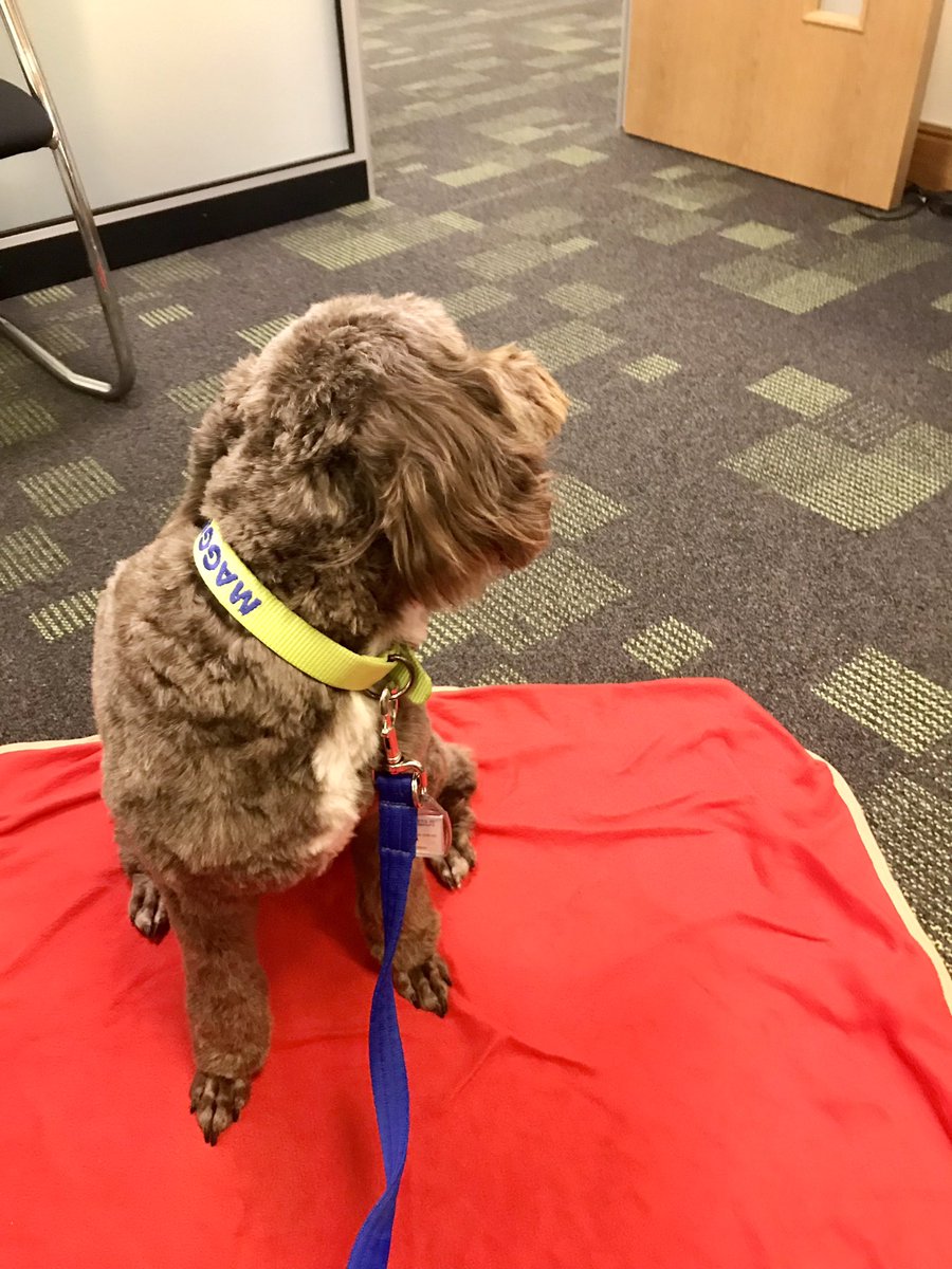 seachubbs's tweet photo. Another lovely @PetsAsTherapyUK session today @YorksAmbulance this time with the 111 team 🐾🐾 https://t.co/WNO25F4oBM