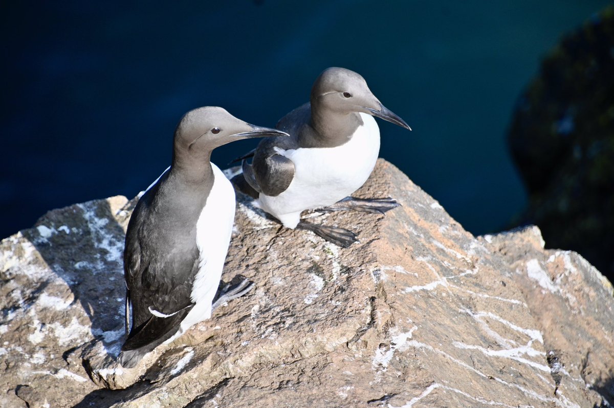 Andrew Watson tweet media