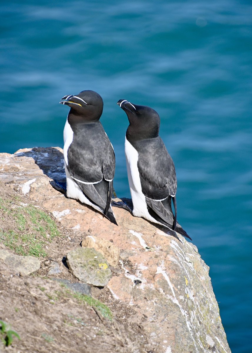 Andrew Watson tweet media