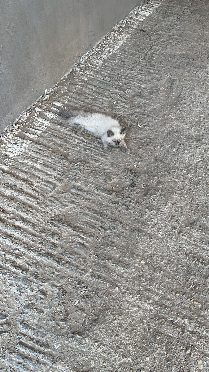 اليوم وصلتني صورتها عند شغلي مرميه رحت امسكها لقيت قطه شيرازيه تانيه حاضنتها وحاميتها من قطط الشارع حطيت اكل القطه الكبيره شرسه وما قدرت امسكها ما بعرف اذا ذكر او انثى الكتن ميته جوع كانه الها اسابيع مو اكله مسكتها جلد على عضم بمعنى الكلمه يارب رحمت يارحيم بالارواح لا حول لها