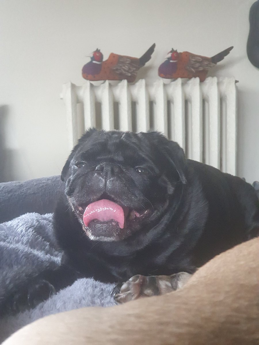 Wishing all my Pals a very cosy evening ♥️😍🐾🐾 #dogsoftwitter #dogs #love #happy #PositiveVibesOnly #tonguesout #wednesdaythought #pugsoftwitter #blackpugs #blackdogs #dogsarelove #Wednesdayfeeling #WednesdayVibe #BeHappy #kiss