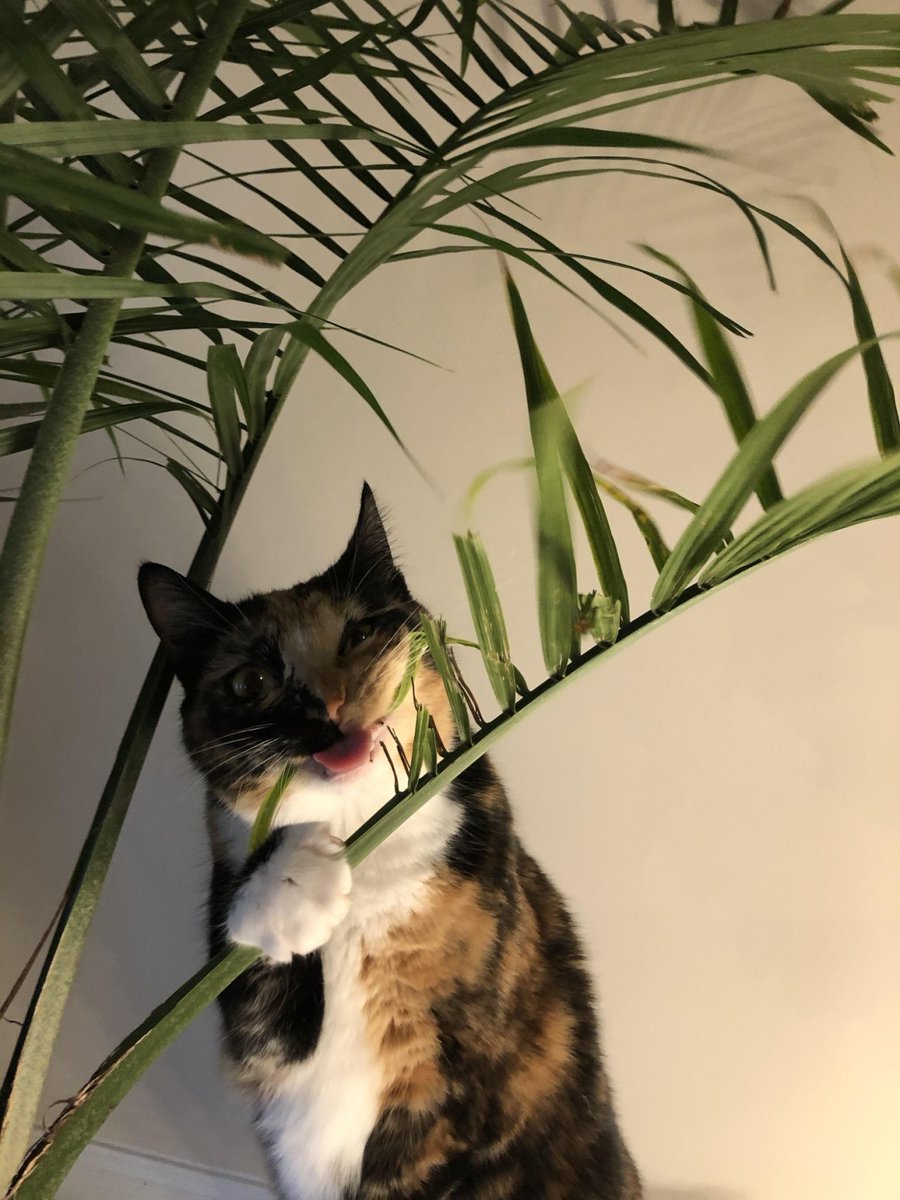 DontShowYourCat's tweet photo. https://t.co/0BRoCeske1