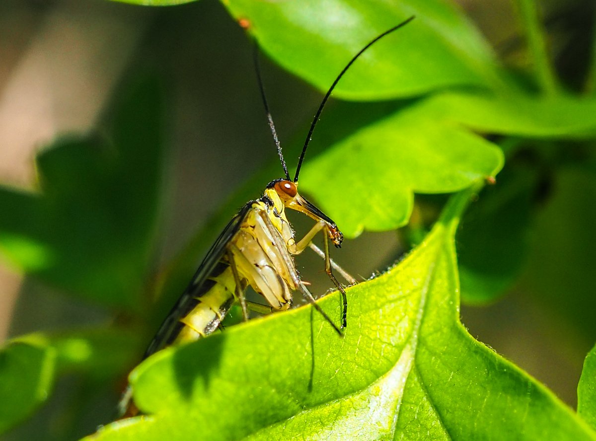 Griffolin's tweet photo. Assumed German Scorpionfly (Panorpa germanica), female on Hawthorn in Northward Hill, Kent. Any confirmation welcomed (options are common or scarce scorpionfly #TwitterNatureCommunity #Scorpionflies #Mecoptera #Panorpidae https://t.co/c4niwhcWH6