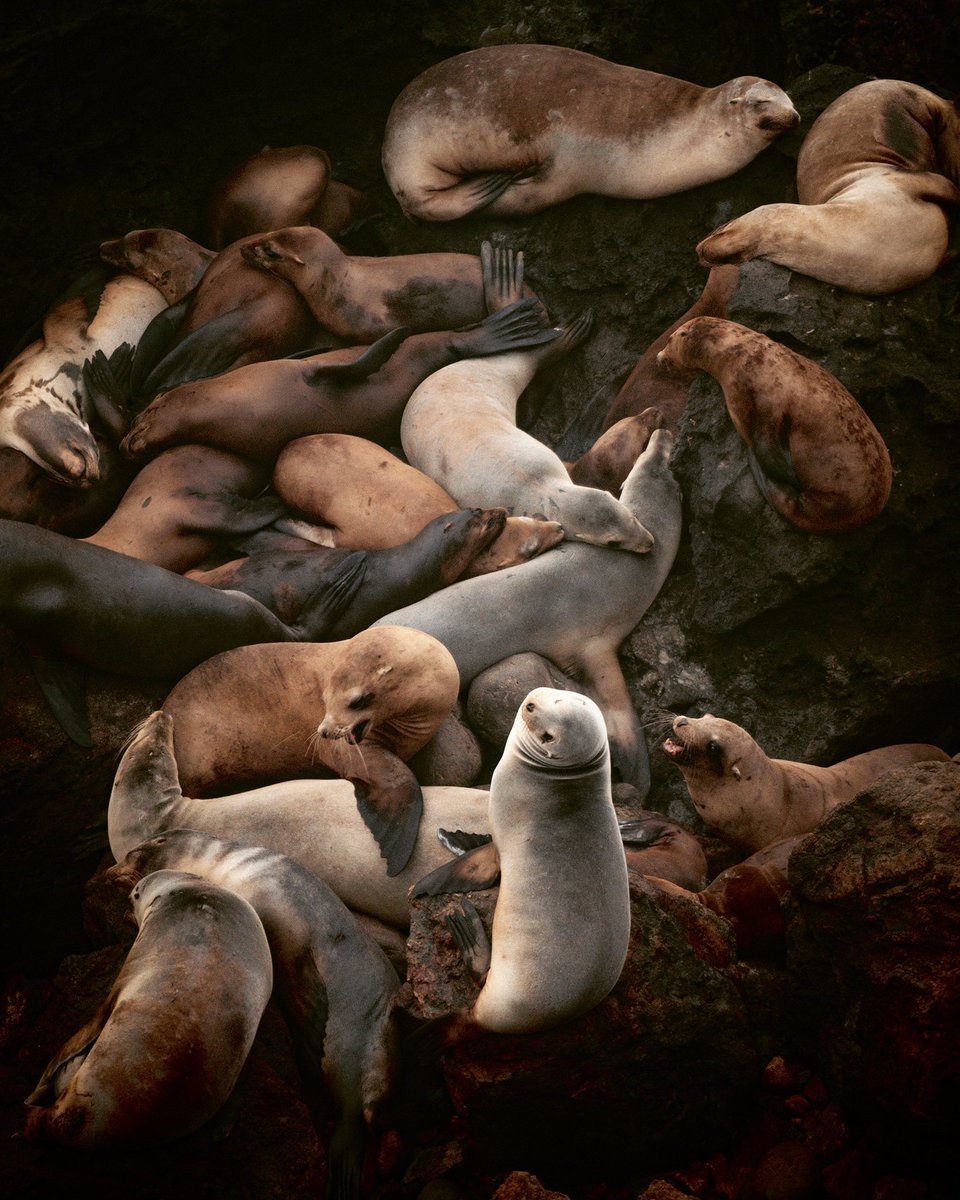 m_sathis_kumar's tweet image. Camera : @Nikon #D750
Lens : #Nikon200500mm