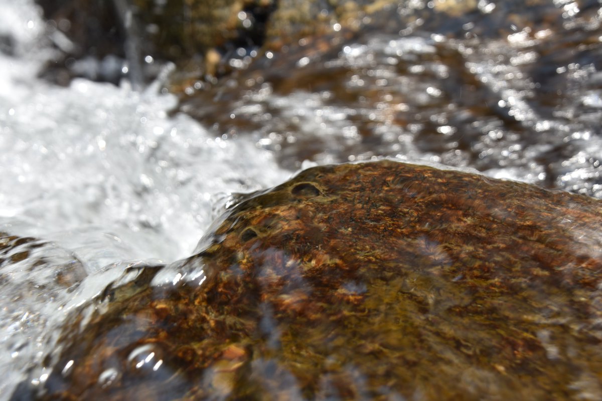 fluvialtarun's tweet photo. Spent my Easter break returning to the cascading #himalayan streams after 8 long yrs, giving a little #stream #ecology initiation to my fellow trekkers, cliff diving and observing loads of #freshwater stream fauna https://t.co/qfVFKoFhSU