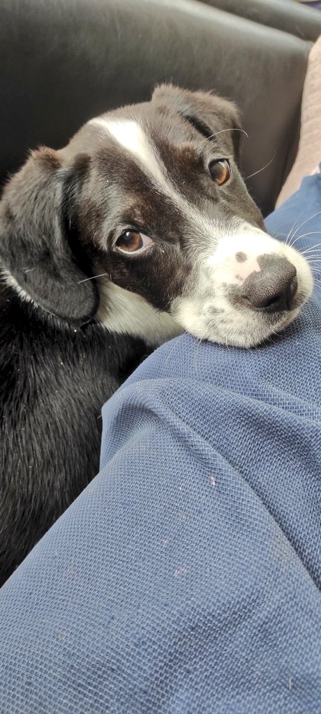 Yaka çiçeği 💚 Barva.