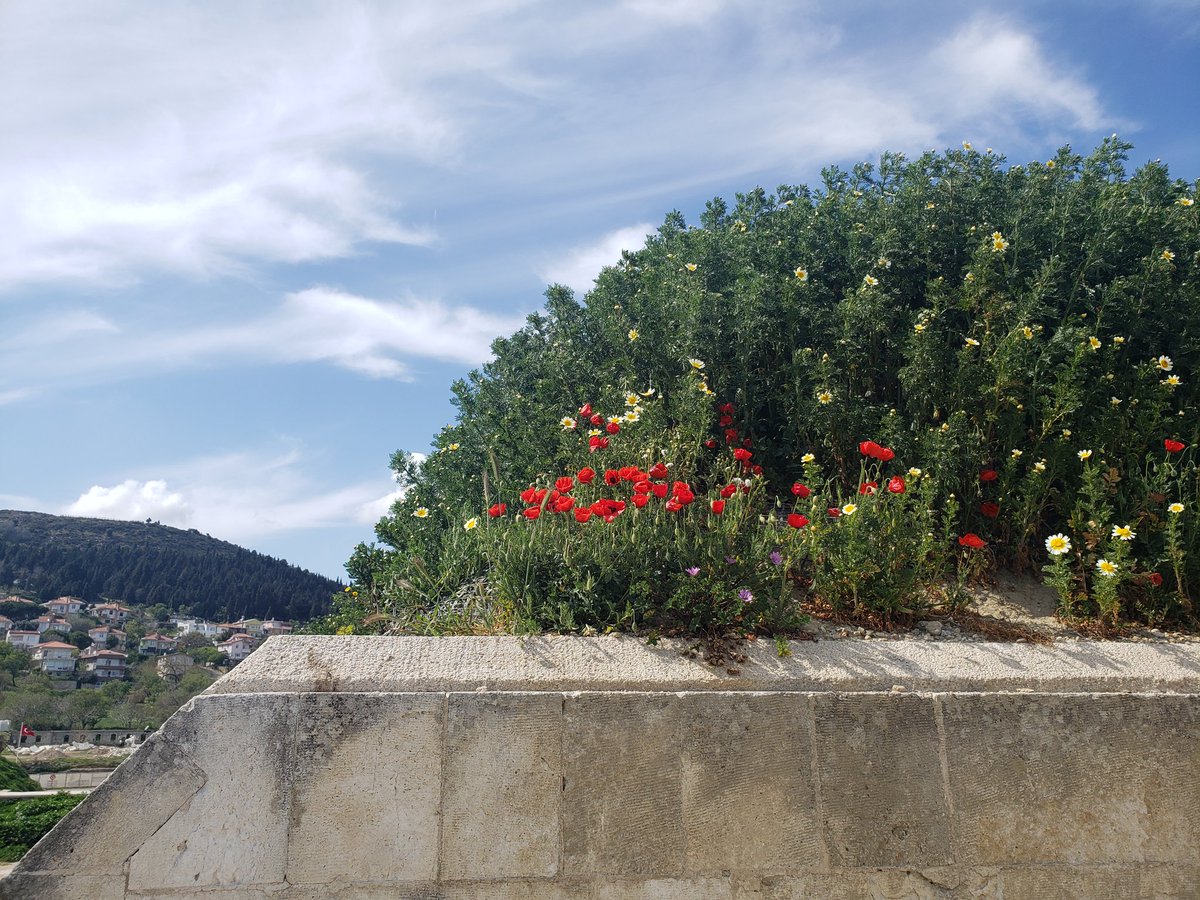 NancyN3ll's tweet photo. Poppies aplenty on the banks of the fort at Kilitbahir #Gallipoli #AnzacDay https://t.co/zRuKPQd1h2