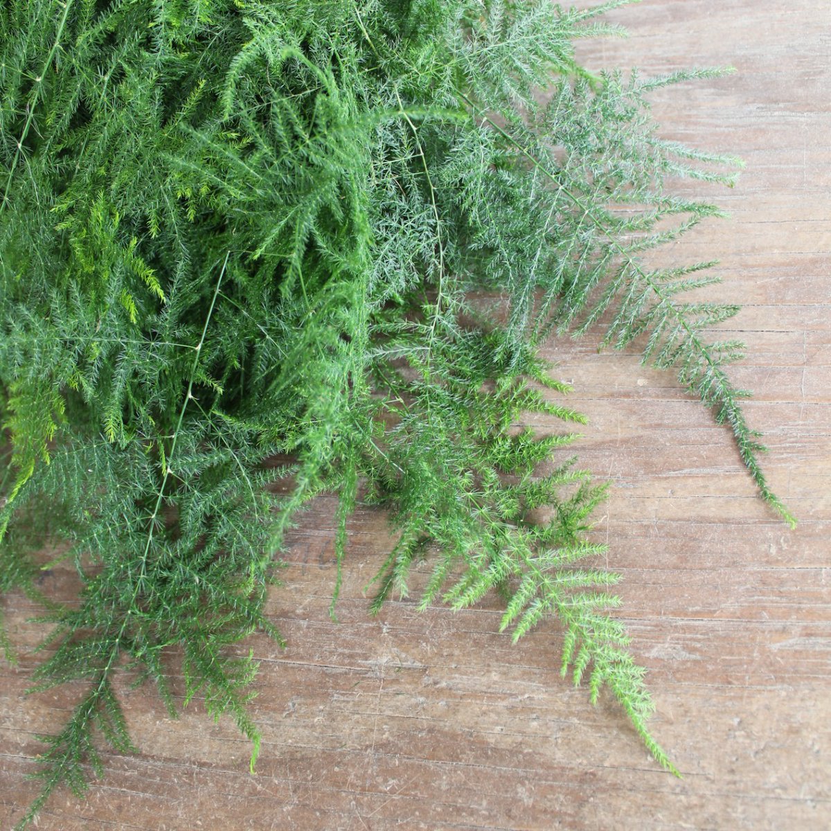 MrLeatherleaf's tweet photo. What #greenery is PERFECT for springtime? Soft and fresh #Plumosus, of course, direct from the farm. 🌿

Available online, year-round in 10 and 15 bunch boxes.

🌿 #AmericanGrown
💥 FREE FedEx Shipping
📦 Available at Wholesale

https://t.co/odA1guNo9O https://t.co/ieBgwgZOdS