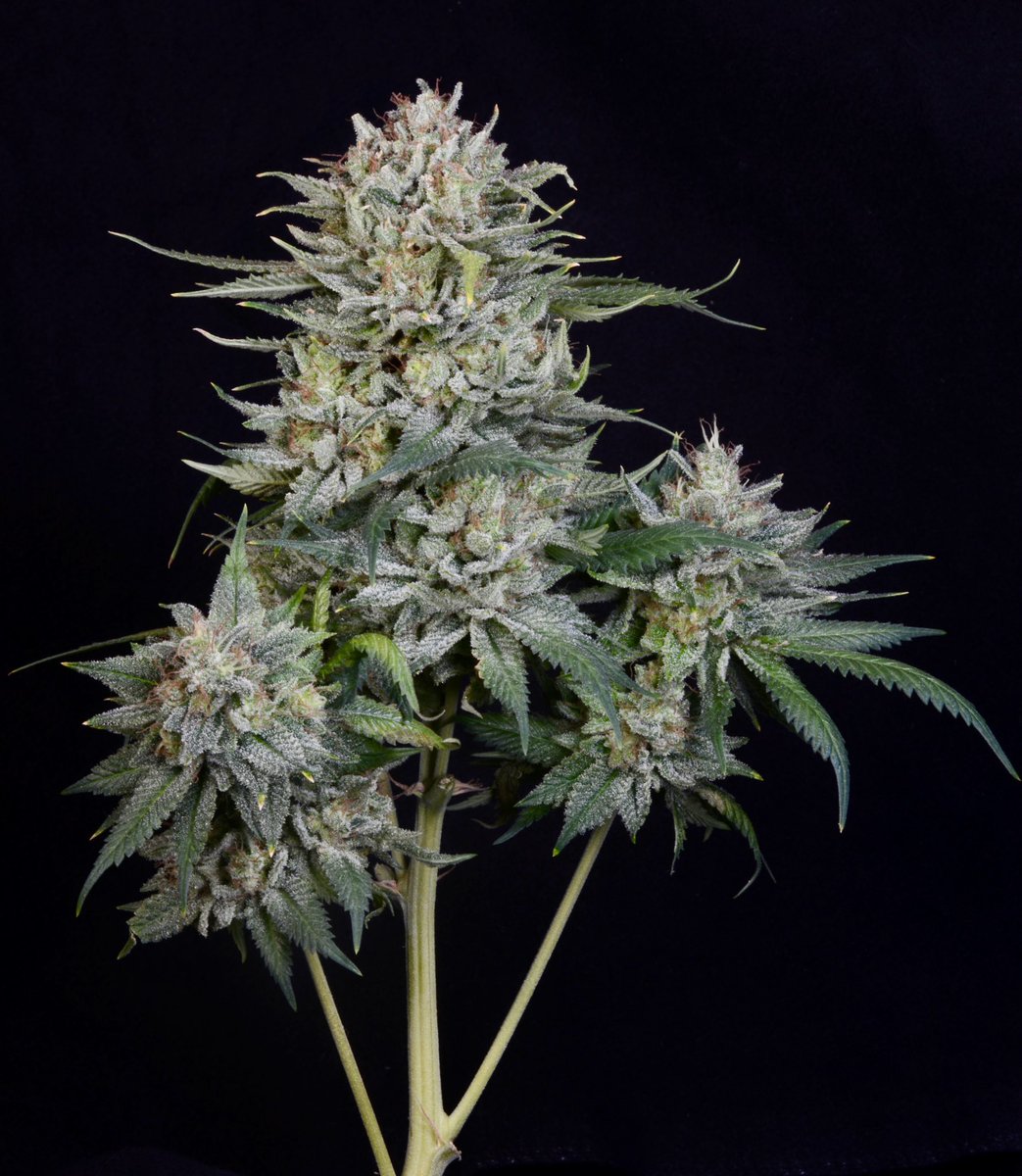 UptownGrowLab's tweet image. Happy #420 from #funkdaddy to you #smokeweed #NL5 #dinachem #cannabisannual2022