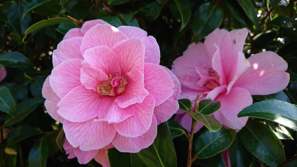 Julie3Dharris's tweet photo. This is my 16th spring at my current garden. Never before have I noticed the delicate veining on the petals of a much loved pink camelia.  #alwayssomethingnew #gardening https://t.co/DJHTr3vylT