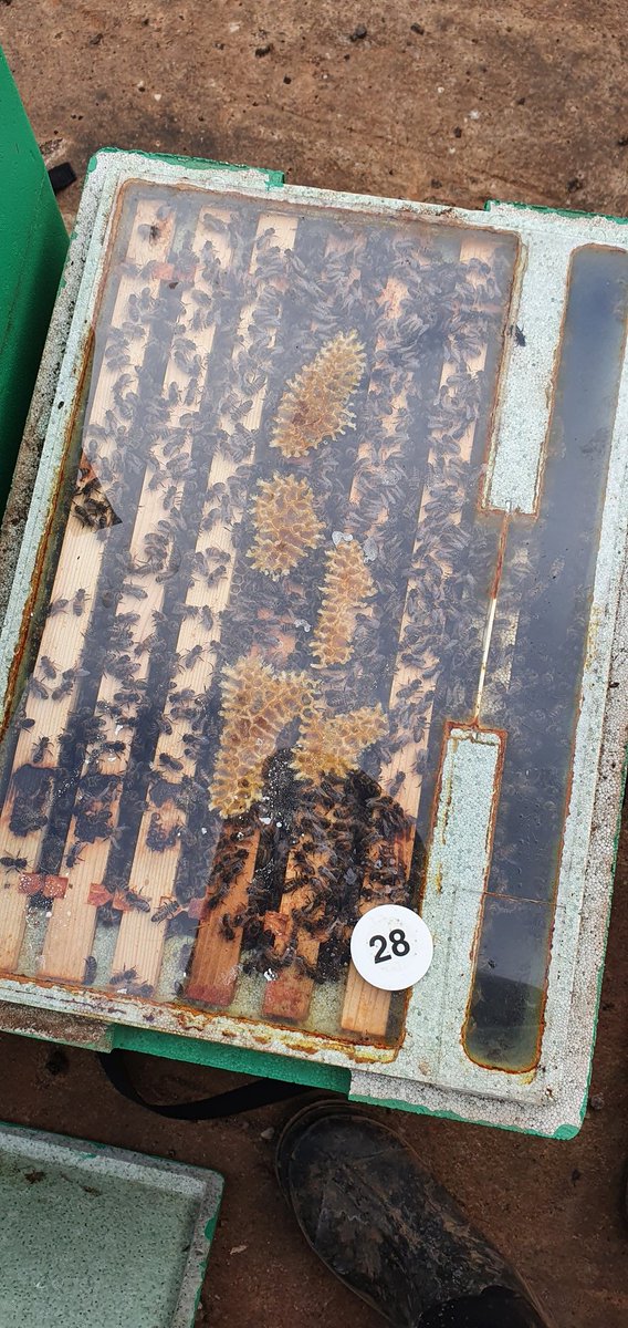 covehoneybees's tweet photo. Another really good hive and lots off eggs and brood
#beefarmer #pollination #honeybees #polyhives #Scotland #scottishbees #QueenBee #pollen #beeswax https://t.co/QqtndOma59