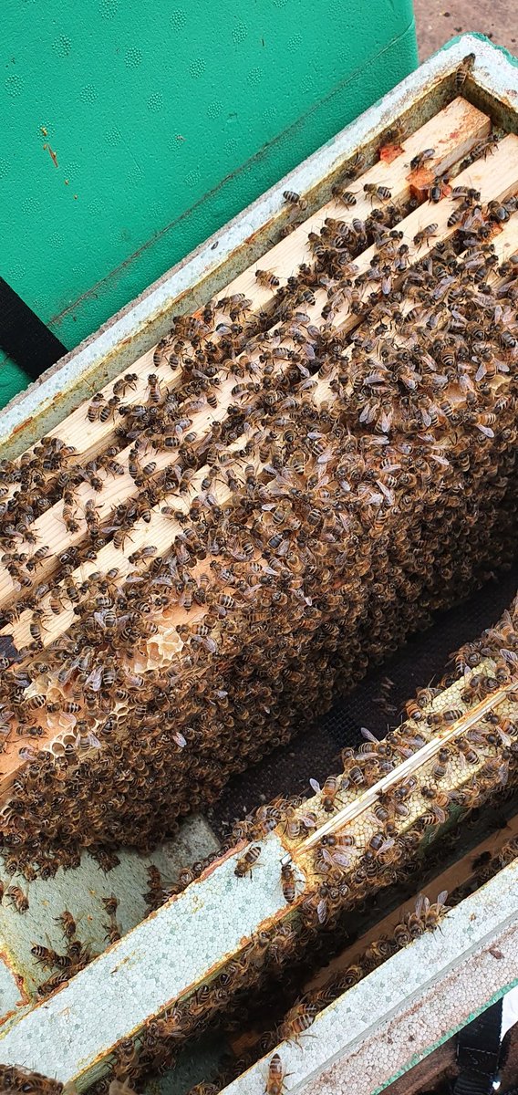 covehoneybees's tweet photo. Another really good hive and lots off eggs and brood
#beefarmer #pollination #honeybees #polyhives #Scotland #scottishbees #QueenBee #pollen #beeswax https://t.co/QqtndOma59