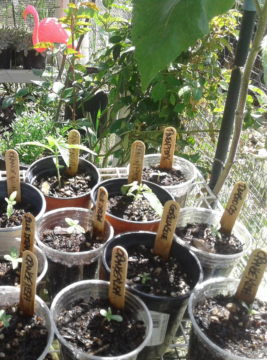 Happy 420, starshines 🎉🌱💫