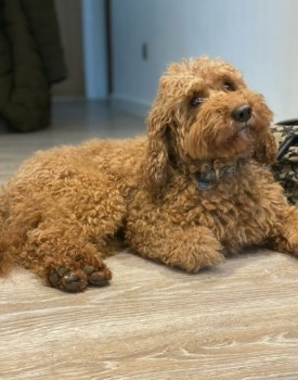 millypod1's tweet photo. RED HOME SAFE. THANKS FOR RT's😊🐕🐾
🆘12 APR 2022 #Lost RED #ScanMe
Poodle Miniature Male
#FornhamStMartin #Suffolk #IP31 #BuryStEdmunds
Seen in Fornham Business Park
https://t.co/VY1TCBcel6
SIGHTINGS**
https://t.co/Y0ySU1apJq https://t.co/q9teJT0tzD