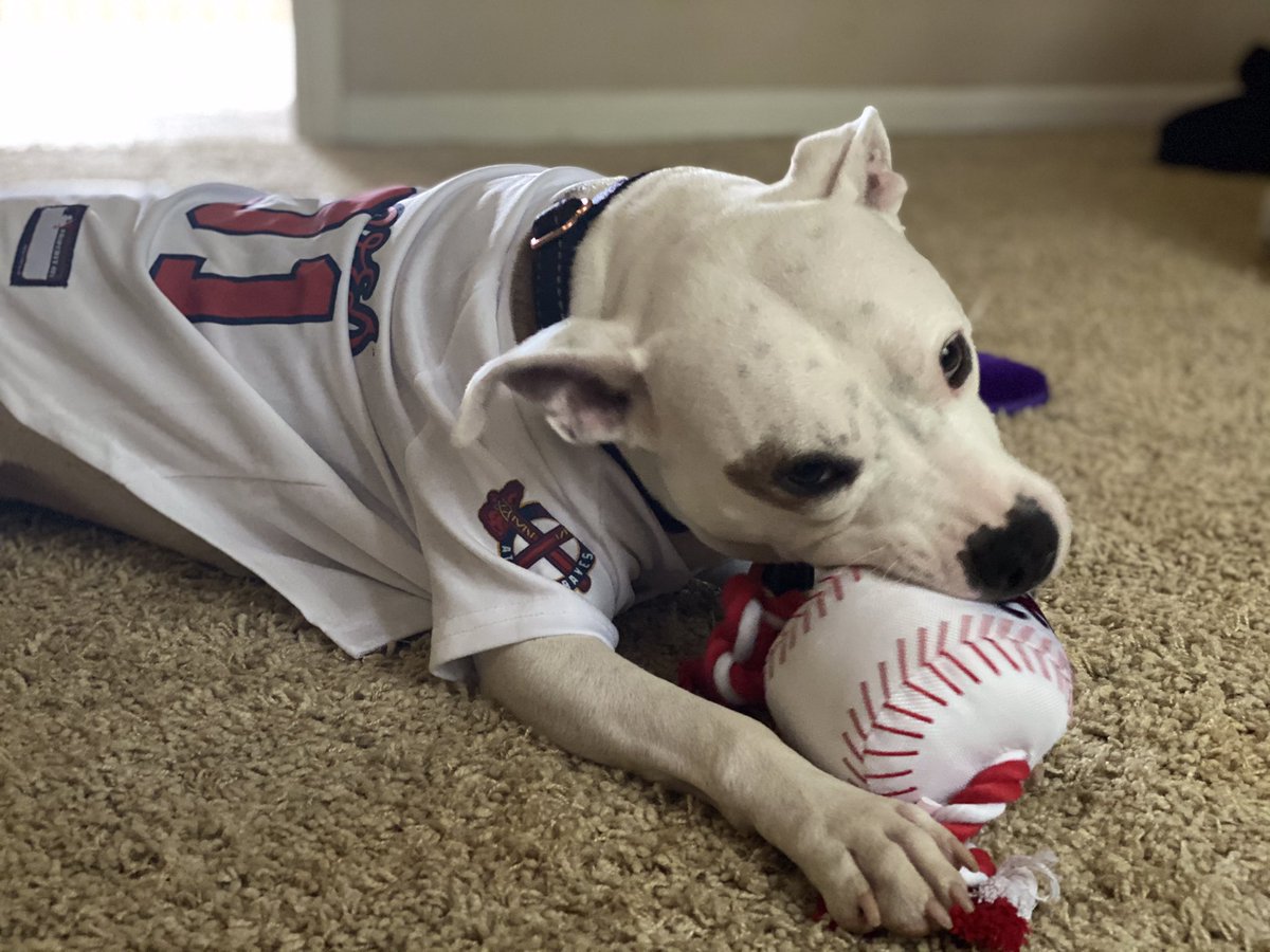 AtlPitRescue's tweet photo. Just adopted! From Cobb County Animal Control adopted to his personal home @BrandonBond and @brynn_bond adopted Annie! A 3 yr old #pitbull #RescueDogs @AONTATTOO 

https://t.co/jROFs2JcY5 

Seen here in her Brand New #Braves Jersey! Go #AtlantaBraves! https://t.co/Ie0IqA8GxW