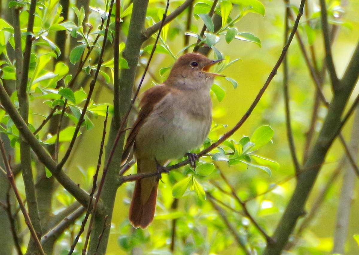 Barry Clough (@cloughbarry) on Twitter photo Just couldn't resist a chance to listen to the perfect song of the Nightingale. There are several on the reserve right now, most but not all near Fattengate. <a href="/RSPBPulborough/">RSPB Pulborough Brooks</a> <a href="/SussexBirding/">Sussex Birding</a> <a href="/SussexOrnitholo/">Sussex Ornithology</a> Just couldn't resist a chance to listen to the perfect song of the Nightingale. There are several on the reserve right now, most but not all near Fattengate. <a href="/RSPBPulborough/">RSPB Pulborough Brooks</a> <a href="/SussexBirding/">Sussex Birding</a> <a href="/SussexOrnitholo/">Sussex Ornithology</a>