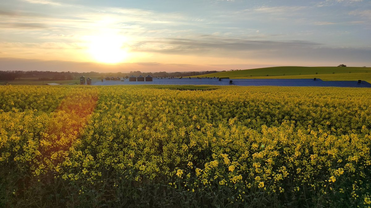 Not the worst views🌞🐥