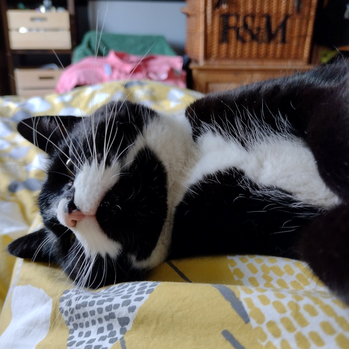 DrSchrodinger15's tweet photo. Human, how COULD you?? #betrayal #humanshaming #thecatswetweet https://t.co/J7AbB1QXDr
