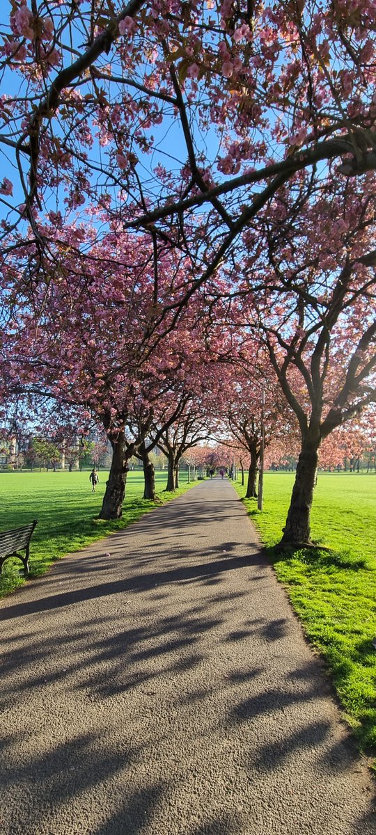 katy_roe's tweet photo. Blossom goals ���The Meadows, Edinburgh 🌸 @nationaltrust #blossomwatch https://t.co/FbVnm1ykJ4