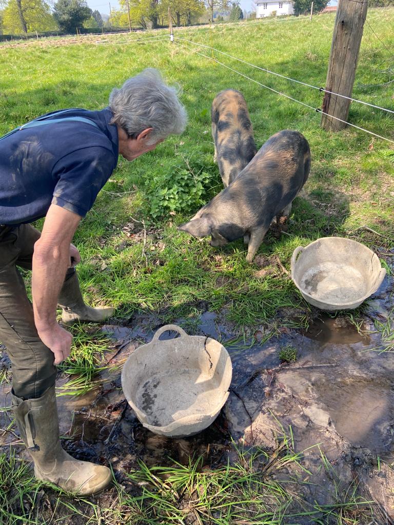 jacobsladderfms's tweet image. Over the Easter weekend we introduced Bubble and Squeak, our Oxford Sandy and Black pigs, to wallowing. Wallowing is a really important behaviour for pigs, and we have lots of suitable habitat on the farm to ensure they have access to this enriching activity.