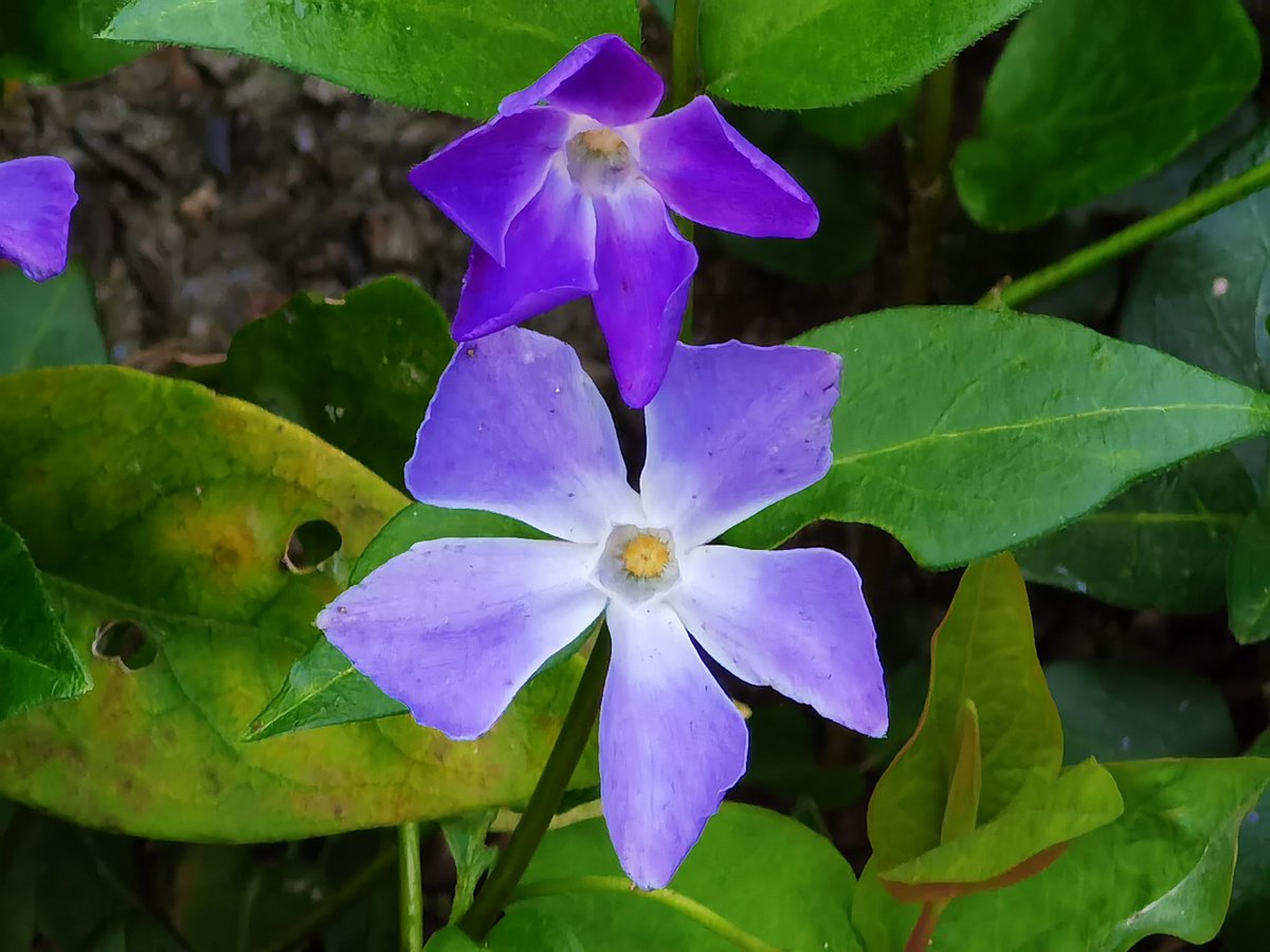 BlairDurno's tweet photo. Nature's Colour. #Huawei #HuaweiP40Pro #CapturedOnHuawei #LoveMyHuawei #MyHuaweiMoment #HuaweiCommunity @HuaweiMobile @HuaweiMobileUK https://t.co/Pakx48eU7f